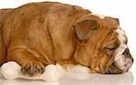 adorable english bulldog sleeping with protective paw on dog bone