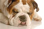 english bulldog face with mouth open and teeth exposed