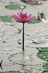 Water lily species