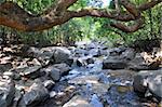 Small mountaineous river (creek) with waterfall in forest