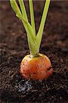 orange carrot growing in the soil, shalow DOF