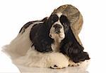 american cocker spaniel with camouflage ball cap