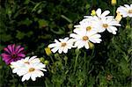 White flowers in grass field with green background