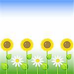 Background with sunflowers and daisy, vector, eps 8 format