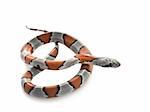 Gray Banded Snake in a pretzel shape.