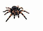 Mexican Red Knee Tarantula (Brachypelma smithi) Female against white background.