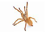 Pt. murinus Tarantula (Female) against white background.