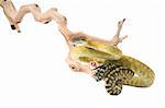 Molluan Amethystine Python (male) on a branch against a white background.