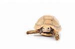 Ivory African Spurred Tortoise (Geochelone sulcata) against a white background.