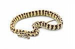 Jaguar Carpet Snake against white background.
