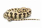 Jaguar Carpet Snake against white background.