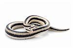 San Ignacio Rosy Boa against a white background.