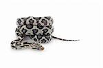Anery Mexican Night Snake curled up against white background.
