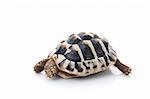 A camera shy Herman's Tortoise against a white background.