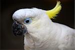 White Sulphur Crested Cockatoo Close Up Macro Hong Kong Bird Market Australian bird