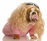 funny dog dressed in drag - english bulldog dressed up as a beautiful blonde woman