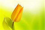 Beautiful yellow tulip on spring background