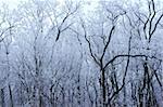 Forest in winter with branches full of frost
