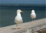 Seagulls