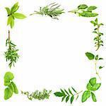 Herb leaf border over white background.