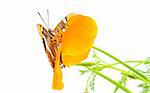 California Sister, Limenitis bredowii californica, butterfly with wings open on california poppy