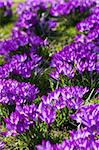 Field of purple spring crocus blooming in the sun in march