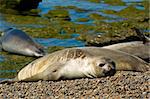 Elephant seals in Peninsula Valdes, Patagonia, Argentina.