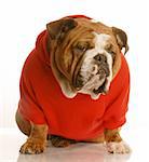 adorable english bulldog sitting wearing red sweater isolated on white background