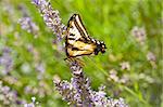 Western Tiger Swallowtail, Papilio rutulus, in field of Lavender