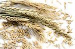 Wheat ears isolated on cereal background
