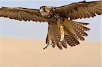 A falcon coming for the kill, shot in a middle eastern desert location.