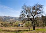 Old Barn and Oak Tree in Rolling Landscape