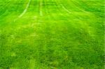 Closeup detail of texture in green grass lawn