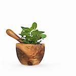 Chocolate mint herb leaves in an olive wood mortar with pestle, over white background.