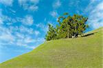 Outcropping of Trees on a Hill of Green Grass with Blue Sky