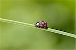 ladybug is walking on grass stem
