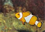 Fish - the clown. A colourful tropical fish under water