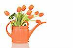 Beautiful tulips in orange watering can - isolated with reflection
