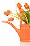 Beautiful fresh tulips in orange watering can - spring concept - isolated