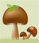 Vector Edible Mushrooms Illustration