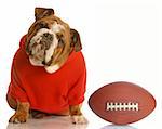 adorable english bulldog wearing sweatsuit with football isolated on white background