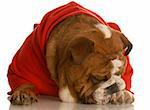 english bulldog in red sweater with cute expression on white background