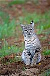 Un lynx roux au printemps avec les renoncules de Californie et de l'herbe