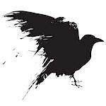 Vector illustration of the silhouette of a raven in grunge style.