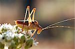 grasshopper on a white flower