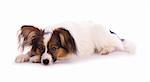 Young papillon isolated on a white background