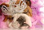 english bulldog with tiara and pink feather boa