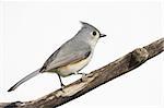 Tufted Titmouse (Baeolophus bicolor) on a stump - Isolated on a white background