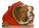 english bulldog in red sweater with ugly face and funny expression