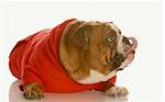 english bulldog in red sweater licking lips